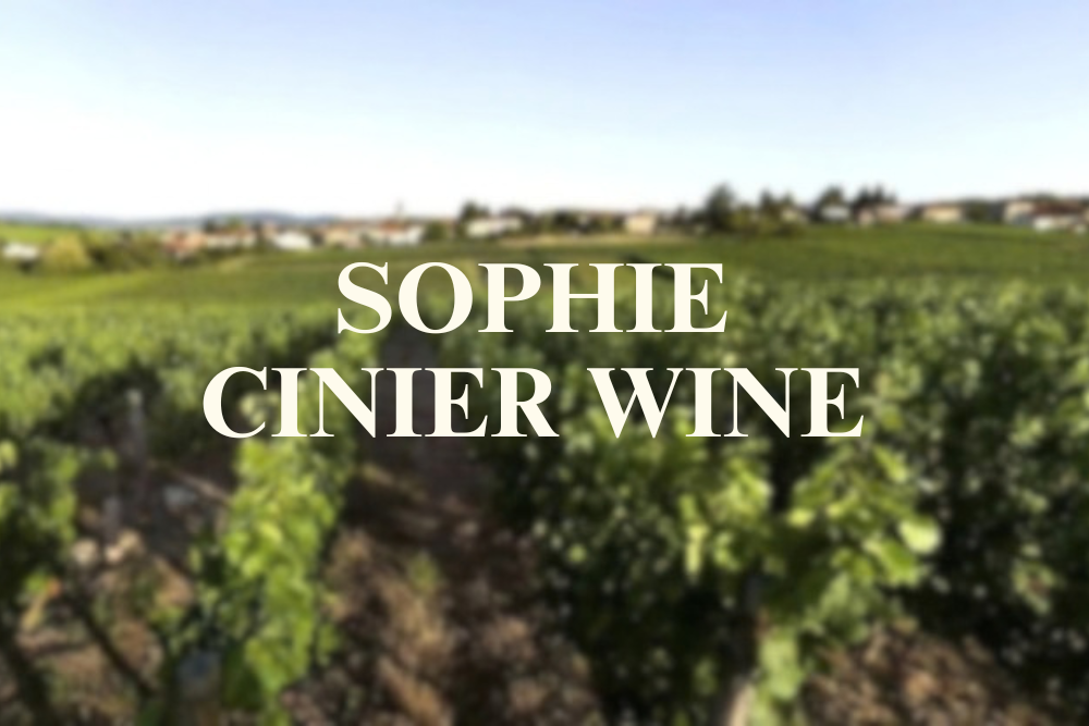 Introduction to French Wine In Burgundy From Sophie Cinier