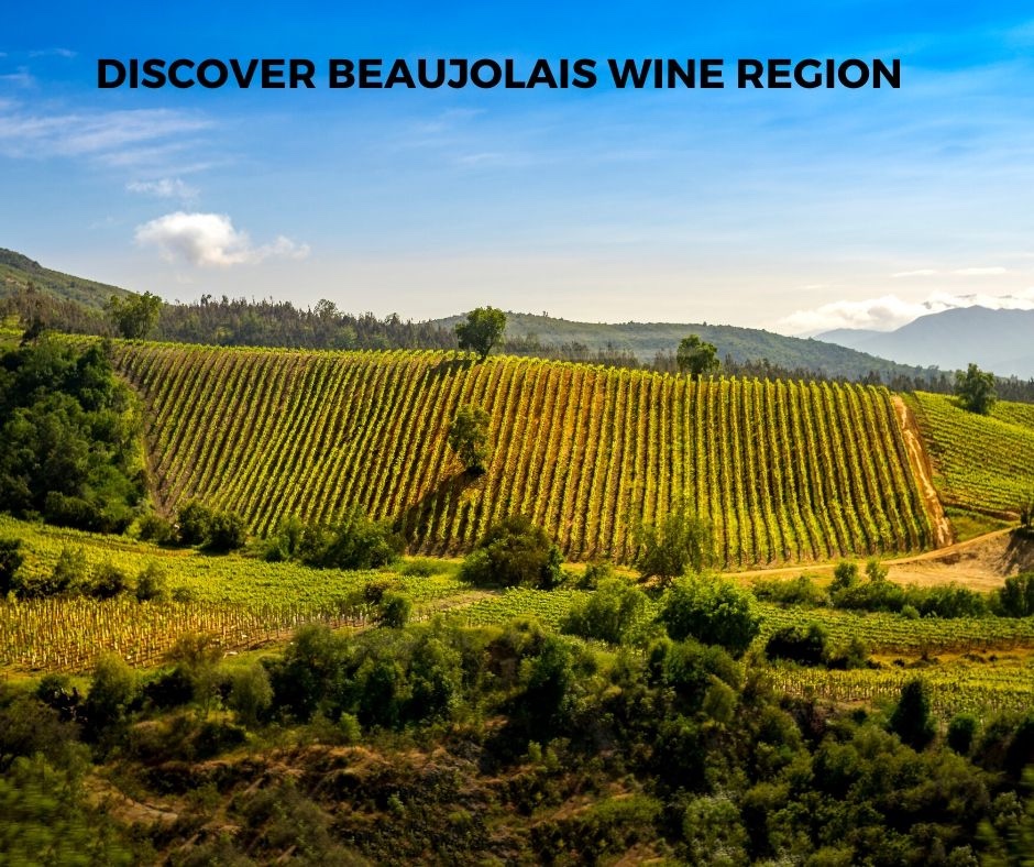 Introduction To Beaujolais Wine Region