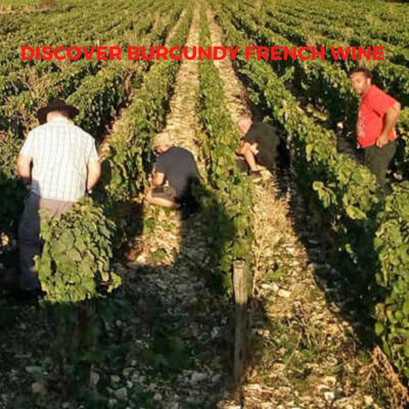 Introduction to French Wine In Bourgogne (Burgundy) From Domaine Ghislain Kohut