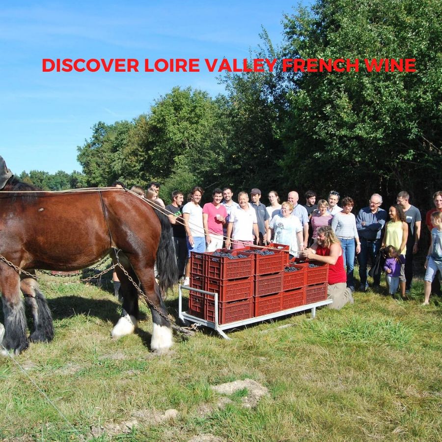 Introduction to French Wine In Loire Valley From Domaine Desroches-Mancois