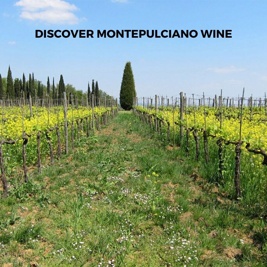 Introduction to Italian Montepulciano Wine | WalaClub - It's about time