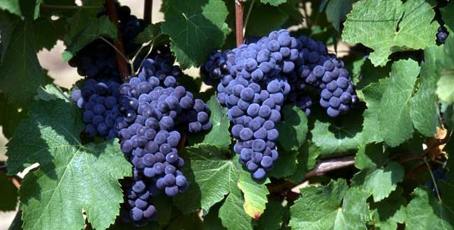 Difference Between Cabernet Sauvignon and Merlot