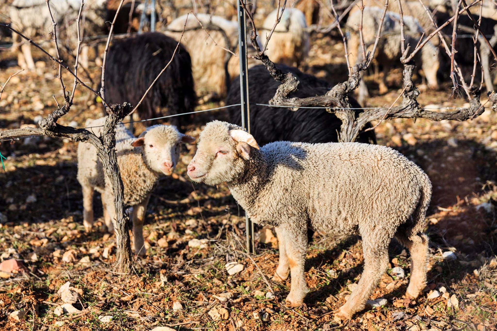 Sheep in vineyards!