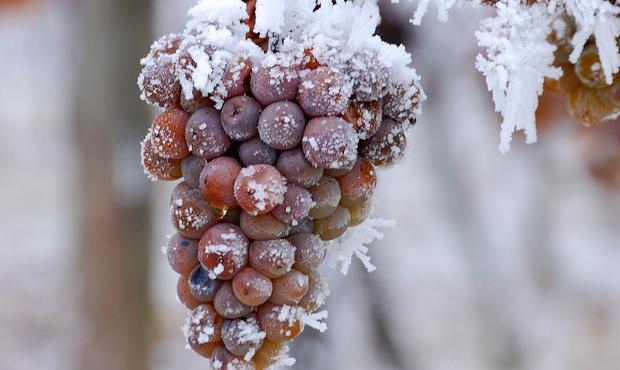 Ice wine