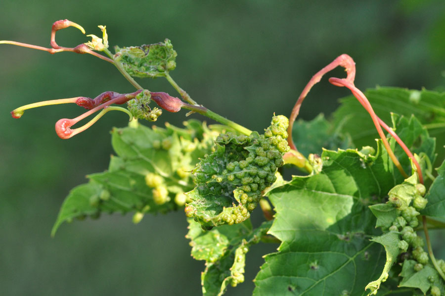 Fun Facts: All French Wines Are of American Origin ?